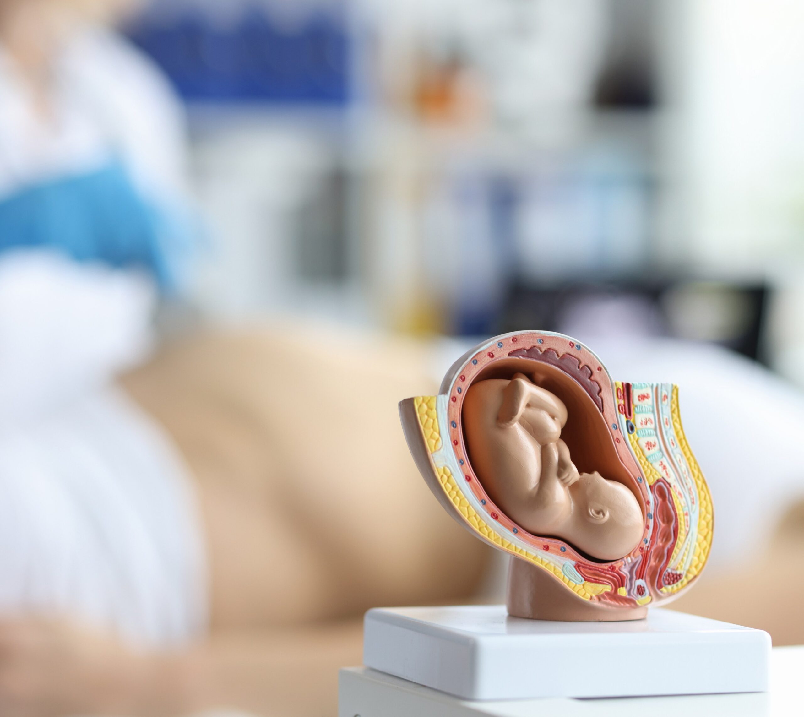 Modèle anatomique du bébé dans le ventre | IRM antentale | Imagerie Cardinet | Région Parisienne