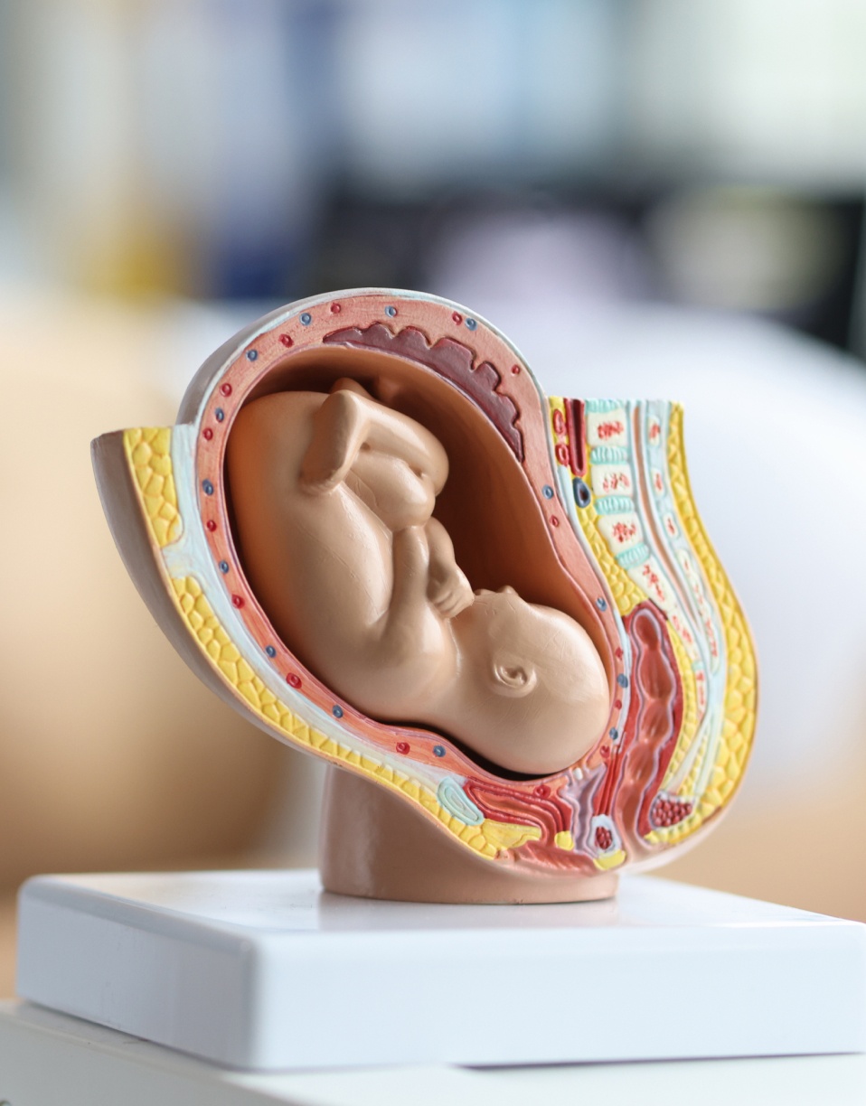 Modèle anatomique du bébé dans le ventre | IRM antentale | Imagerie Cardinet | Région Parisienne